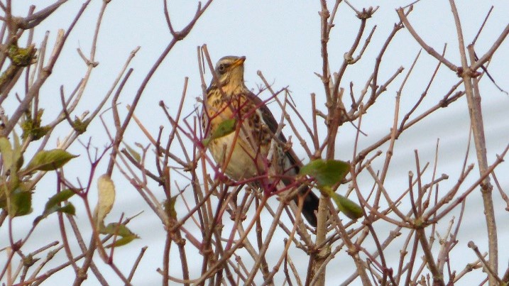 Kramsvogel (Zeeland). Foto van Martijn Budding.